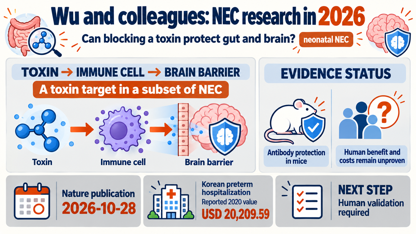 Neonatal NEC: could blocking a toxin protect the brain? Wu and colleagues’ 2026 Nature study